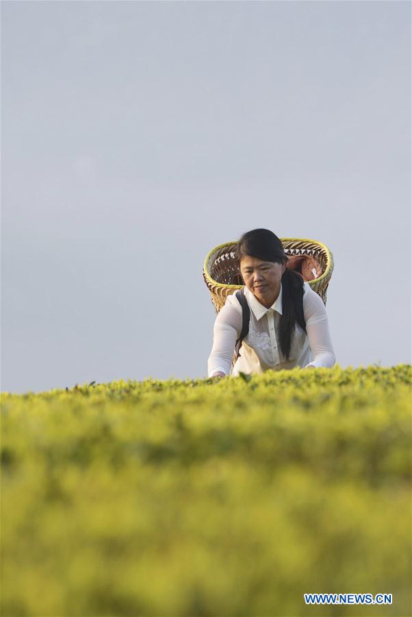 #CHINA-HUBEI-LICHUAN BLACK TEA (CN)