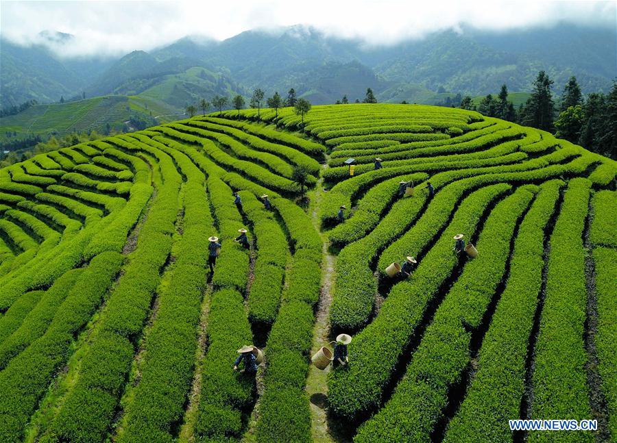 CHINA-FUJIAN-WUYISHAN-TEA GARDEN (CN)