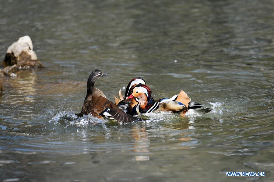 CHINA-HEILONGJIANG-HARBIN-SPRING-MANDARIN DUCK (CN)