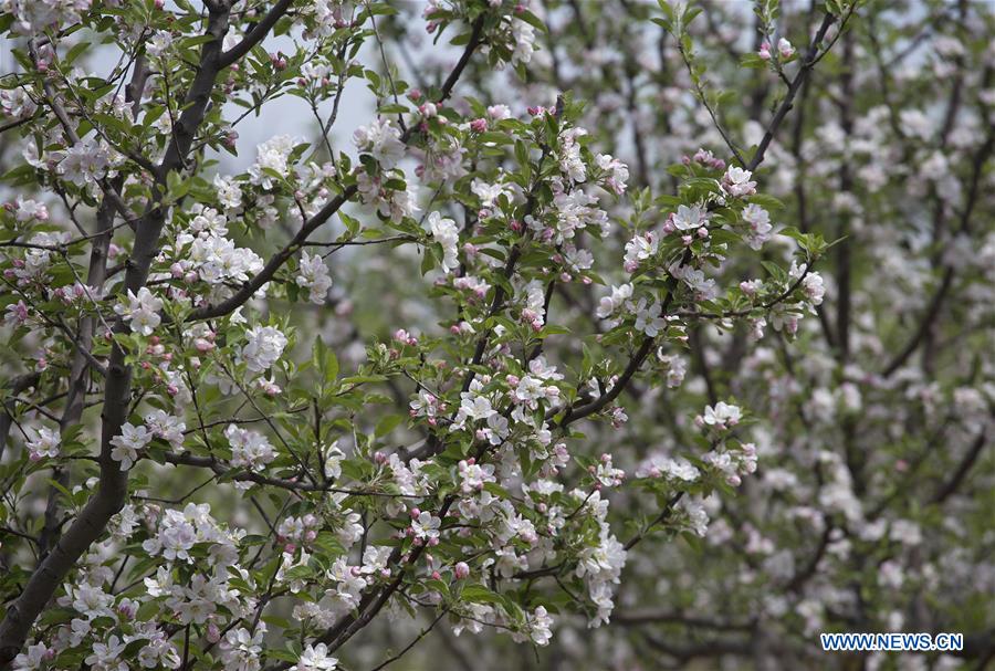 KASHMIR-SRINAGAR-TREES-BLOSSOM