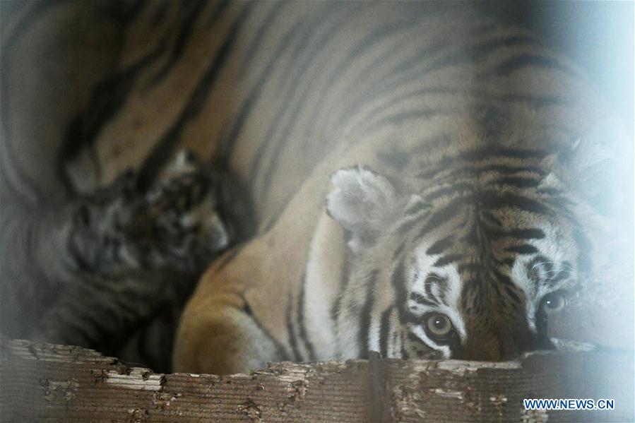 CHINA-HEILONGJIANG-HAILIN-TIGER CUBS (CN)