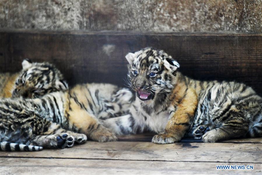 CHINA-HEILONGJIANG-SIBERIAN TIGER-BREEDING (CN)