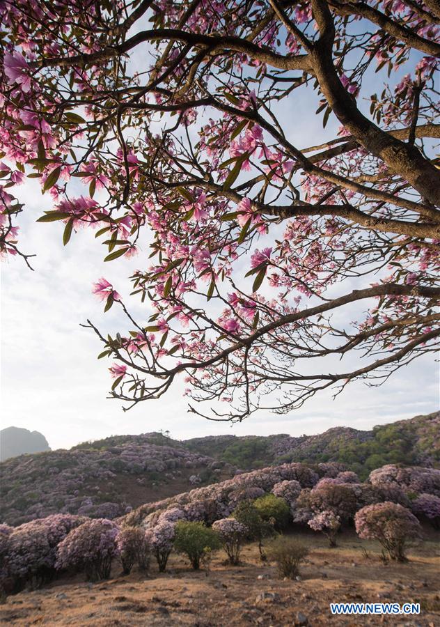 CHINA-SICHUAN-YANBIAN-RHODODENDRON (CN)