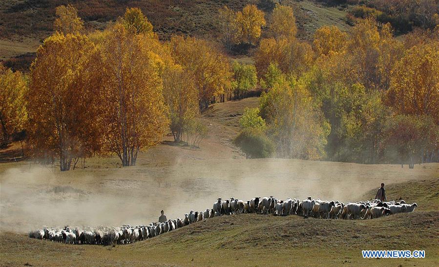 (EXPO 2019)Xinhua Headlines: Xi Focus: Xi leads green development as world's largest horticultural expo opens