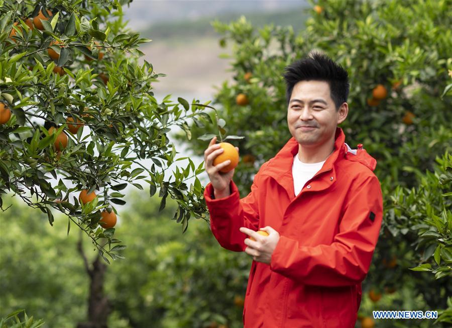 #CHINA-HUBEI-YICHANG-FRUIT-PLANTING (CN)