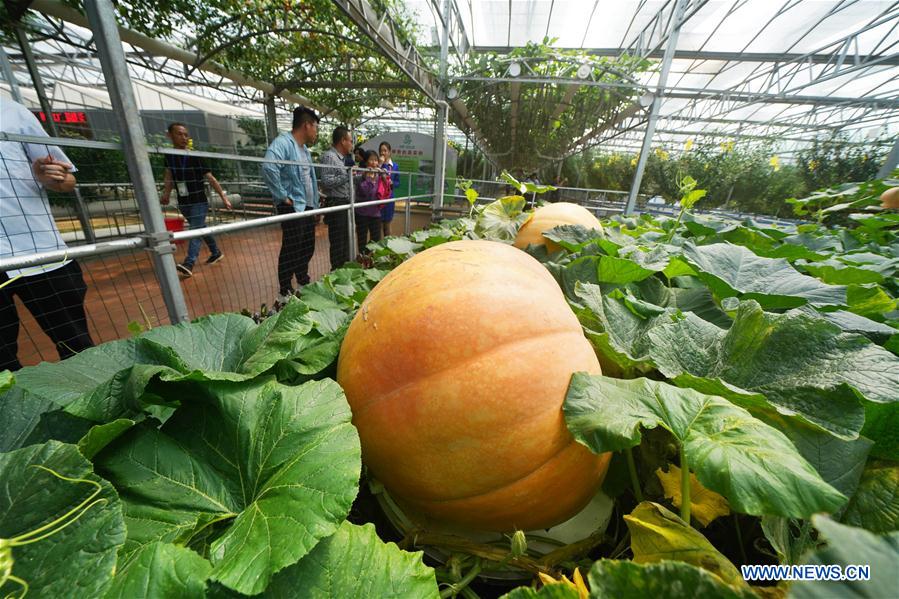 CHINA-SHANDONG-SHOUGUANG-VEGETABLE (CN)