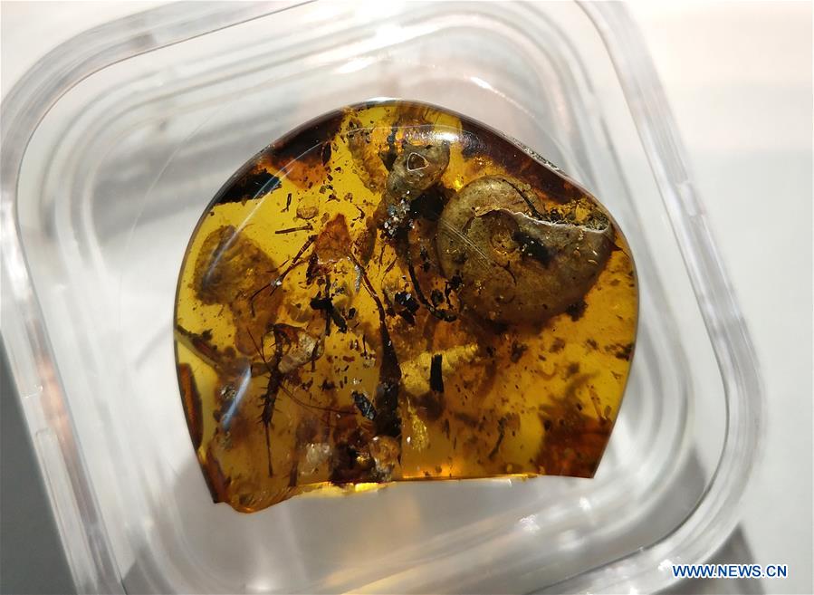 CHINA-JIANGSU-NANJING-AMBER-ANCIENT SEA ANIMAL (CN)