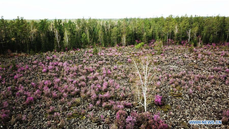 CHINA-HEILONGJIANG-YICHUN-AZALEA (CN)