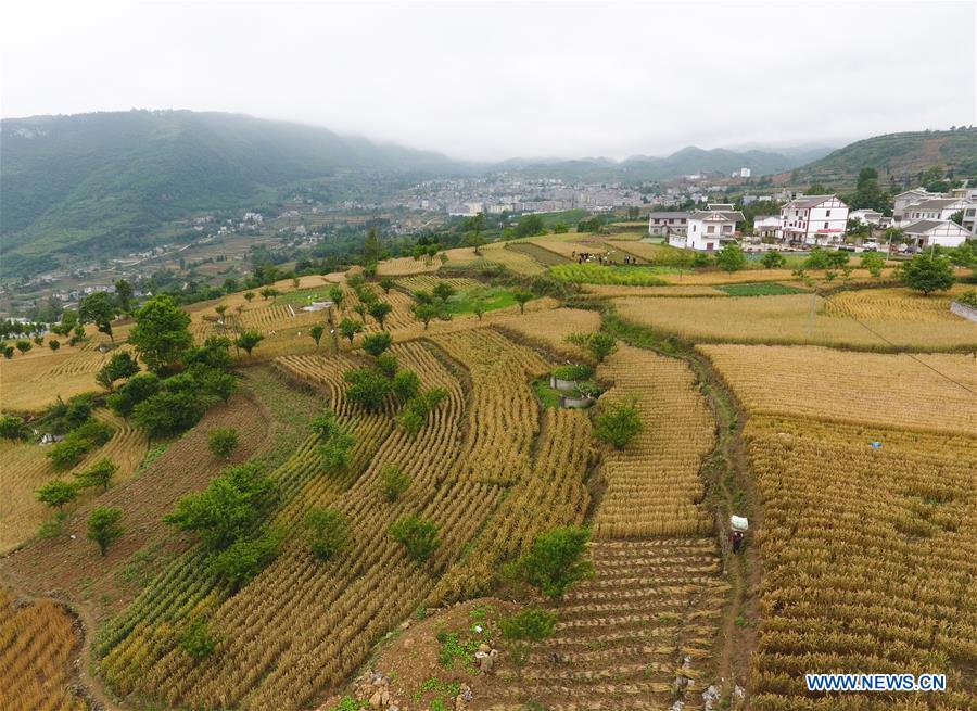 #CHINA-GUIZHOU-BIJIE-WHEAT-HARVEST (CN)