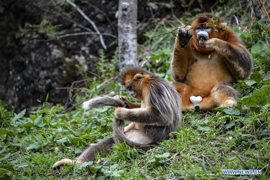 CHINA-HUBEI-SHENNONGJIA-GOLDEN MONKEY (CN)