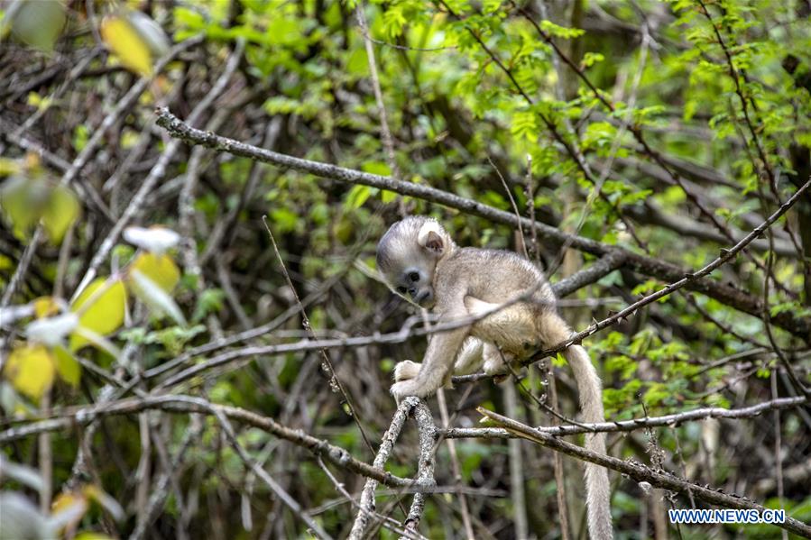 CHINA-HUBEI-SHENNONGJIA-GOLDEN MONKEY (CN)