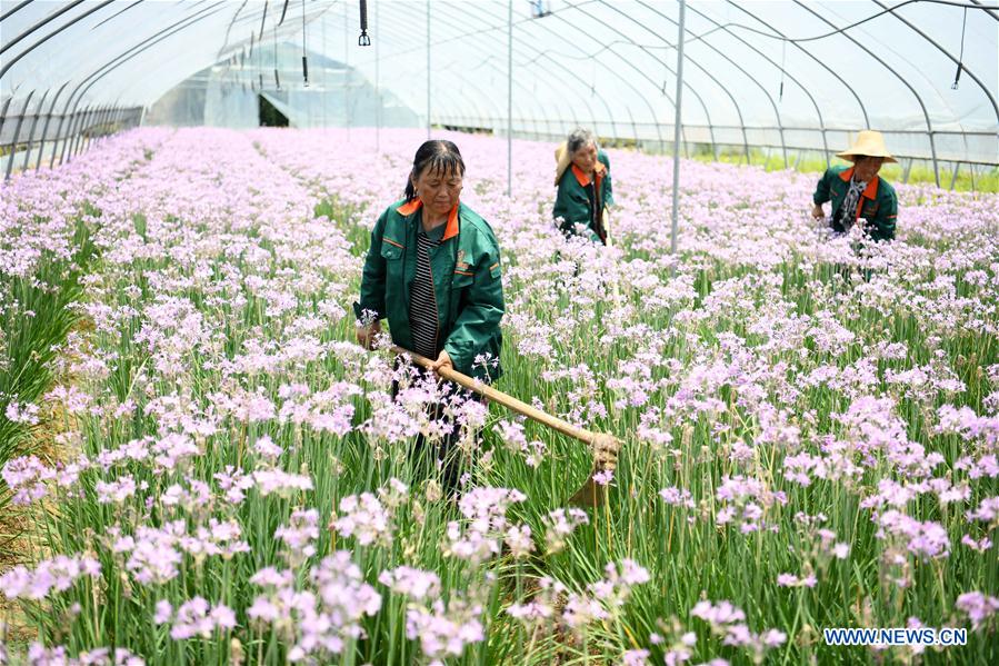 CHINA-ANHUI-TONGYANG-FLOWER ECONOMY(CN)