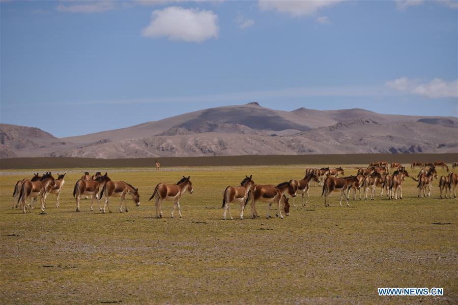 CHINA-TIBET-WILD ANIMALS (CN)