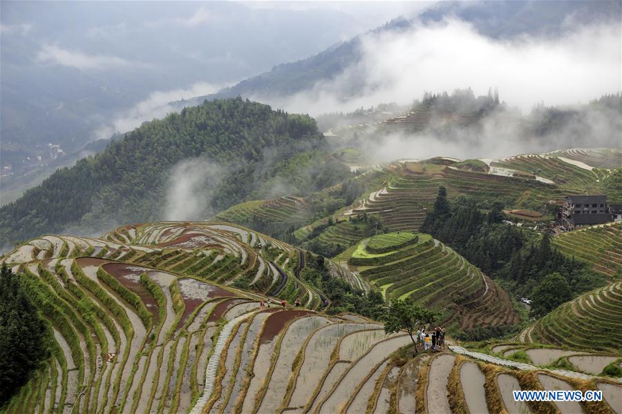 #CHINA-GUANGXI-TERRACED FIELD-SCENERY