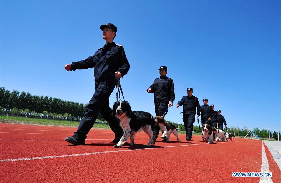 #CHINA-HARBIN-POLICE DOG-TRAINING (CN)