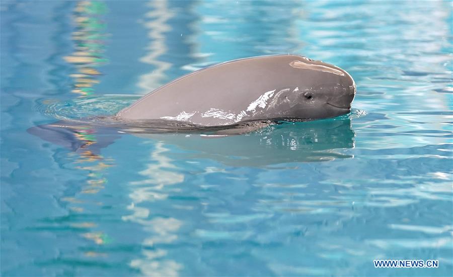 CHINA-WUHAN-FINLESS PORPOISES-BIRTHDAY (CN)