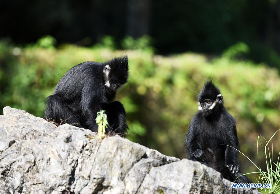 CHINA-GUIZHOU-FRANCOIS' LANGUR-PROTECTION (CN)