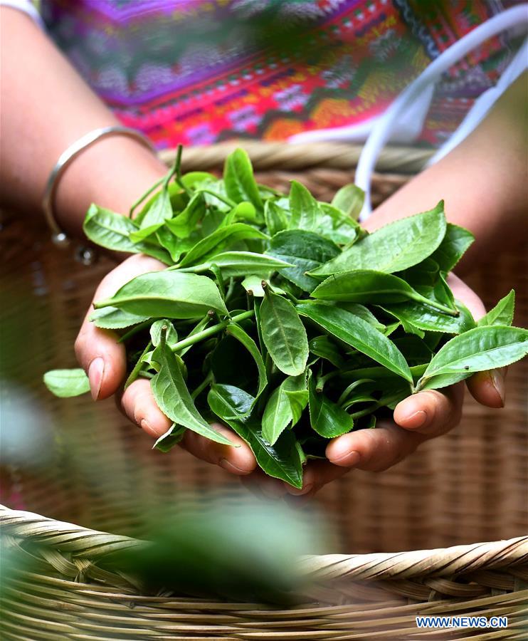 CHINA-YUNNAN-LANCANG-SCENERY AND TEA PLANTING (CN)