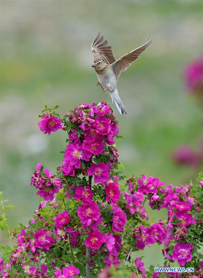 CHINA-TIBET-FLOWER ECONOMY (CN)