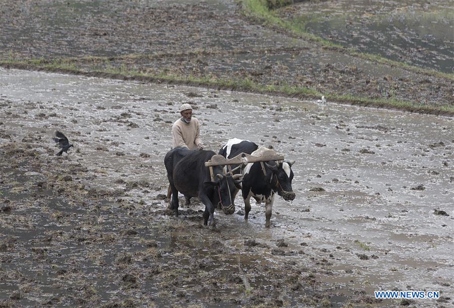 KASHMIR-SRINAGAR-FARMING