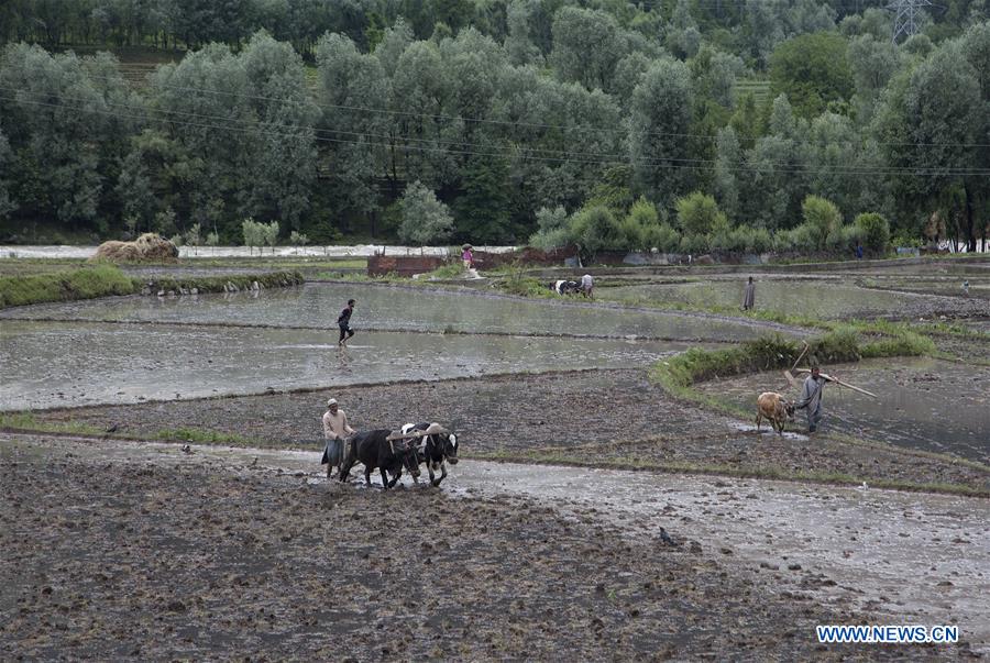 KASHMIR-SRINAGAR-FARMING