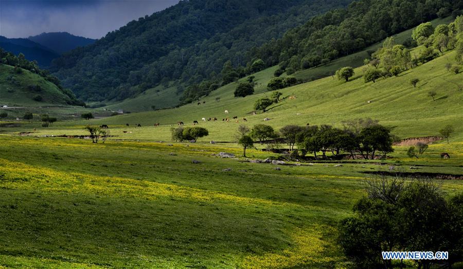 CHINA-SHAANXI-BAOJI-GUANSHAN GRASSLAND (CN)