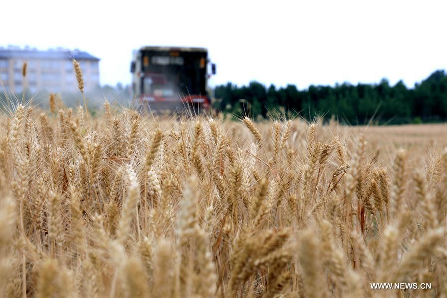 #CHINA-SHANDONG-WHEAT HARVEST(CN)