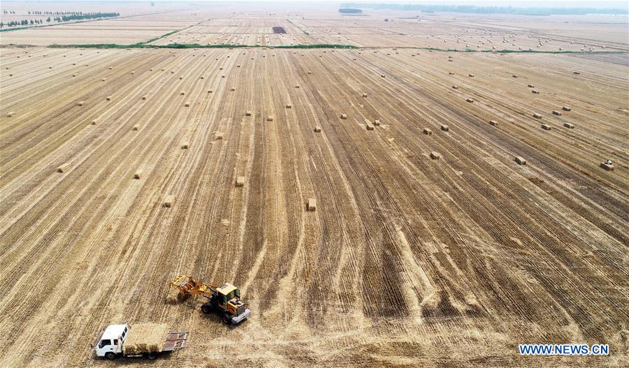 #CHINA-SUMMER-FARMING(CN)