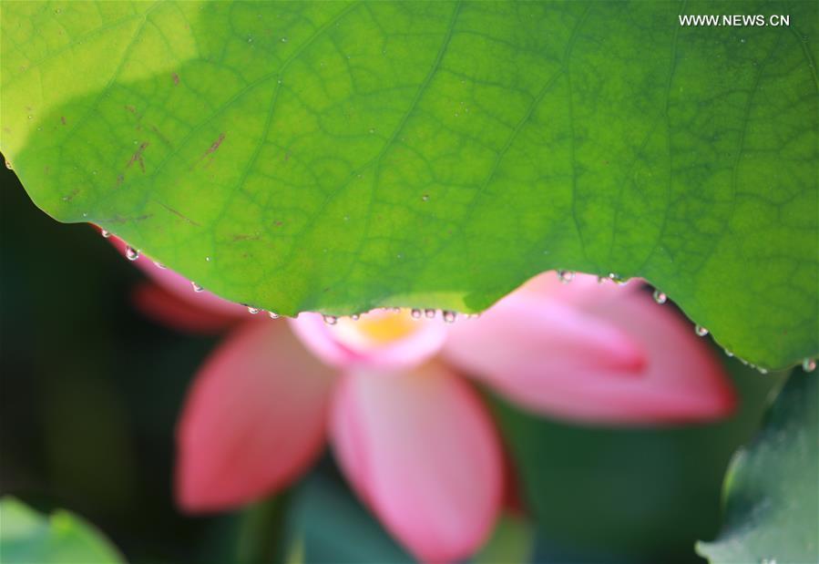 #CHINA-HUNAN-NATURE-LOTUS(CN)