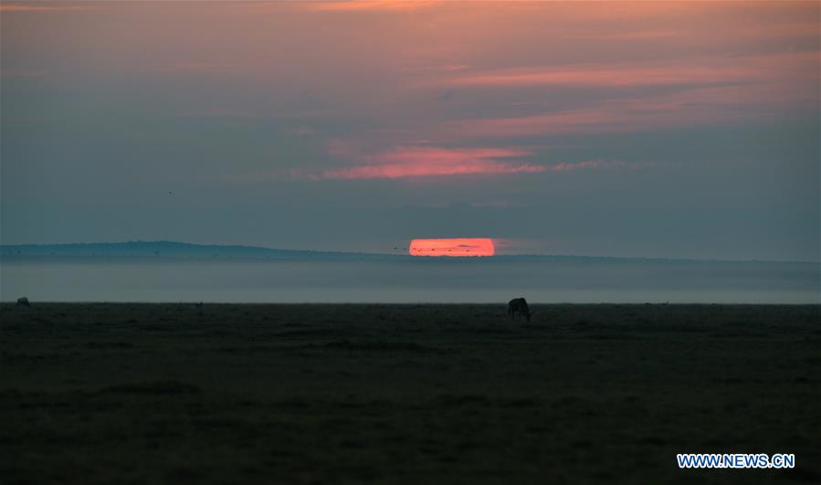 KENYA-AMBOSELI NATIONAL PARK-ANIMAL