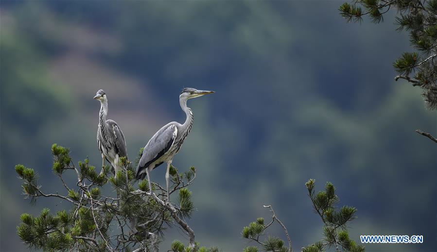 CHINA-SHAANXI-LUONAN-HERON (CN)