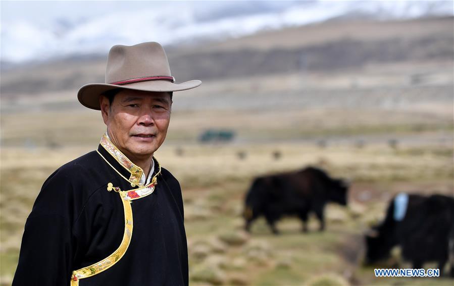 (InTibet) CHINA-TIBET-YAK-MUSEUM CURATOR (CN)