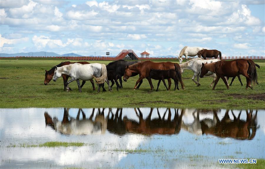 CHINA-GANSU-MAQU-HEQU HORSES (CN)