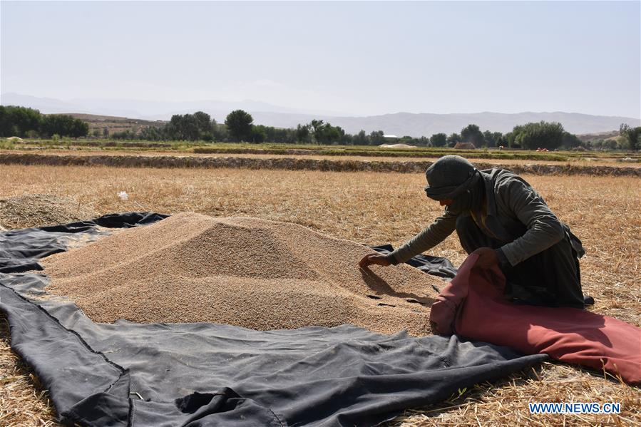 AFGHANISTAN-BALKH-WHEAT HARVEST