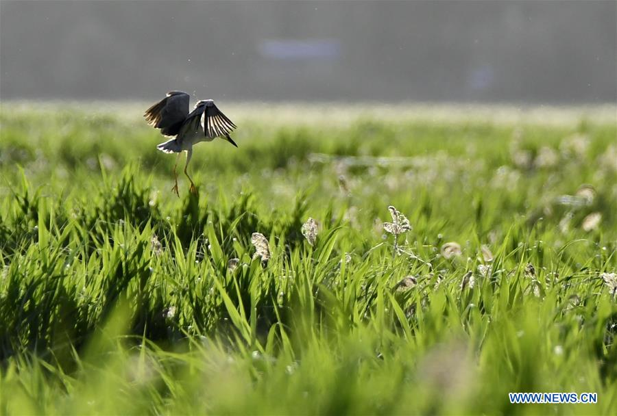 CHINA-TIBET-LHASA-LHALU WETLAND (CN)