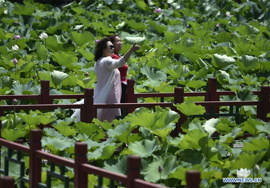 CHINA-HEBEI-XIANGHE-LOTUS FLOWERS (CN)