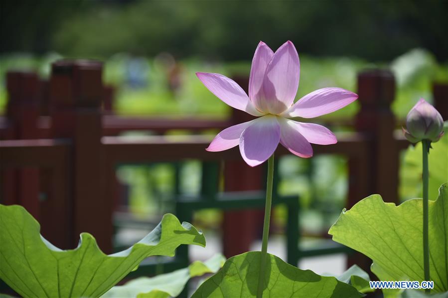 CHINA-HEBEI-XIANGHE-LOTUS FLOWERS (CN)