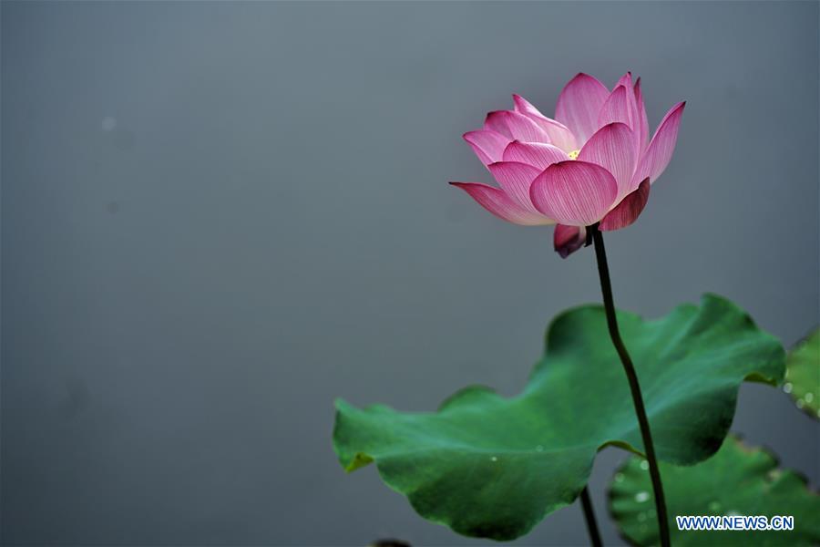 CHINA-YUNNAN-KUNMING-LOTUS FLOWERS (CN)