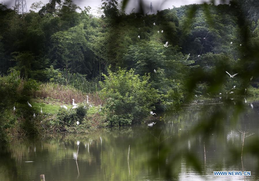 CHINA-ZHEJIANG-DEQING-WETLAND (CN)