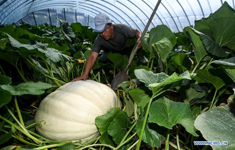 CHINA-JILIN-CHANGCHUN-GIANT PUMPKINS (CN)