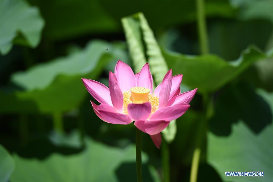 CHINA-INNER MONGOLIA-HOHHOT-LOTUS FLOWER (CN)