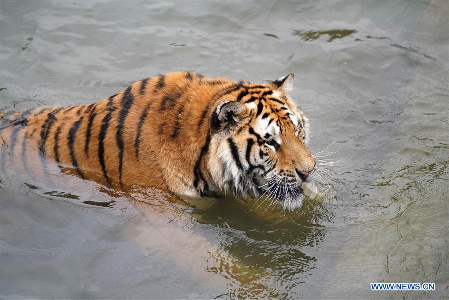 CHINA-HEILONGJIANG-SUMMER-SIBERIAN TIGERS (CN)