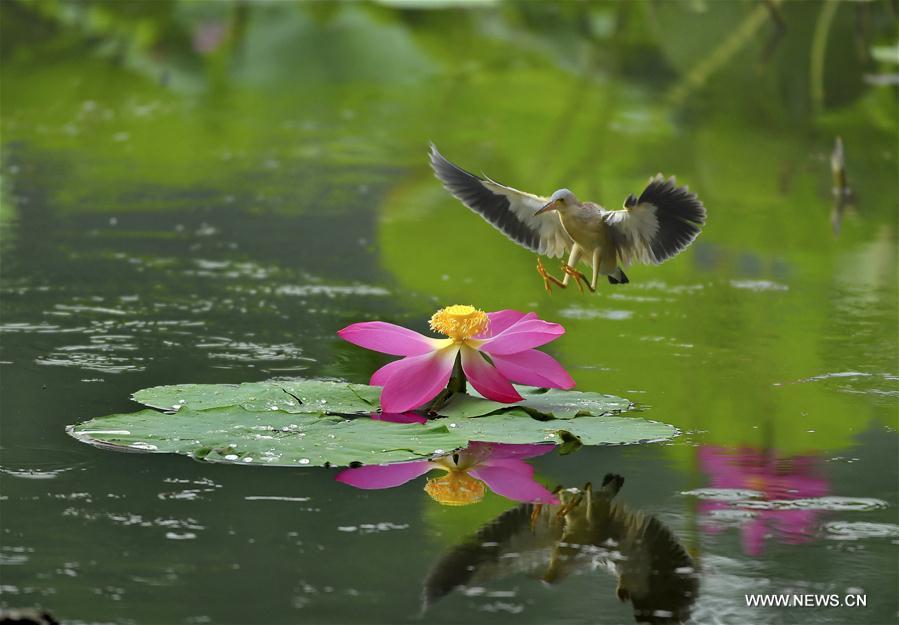 CHINA-TANGSHAN-LOTUS-SCENERY (CN)