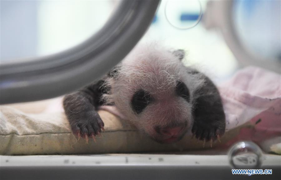 CHINA-CHONGQING-PANDA CUBS (CN)