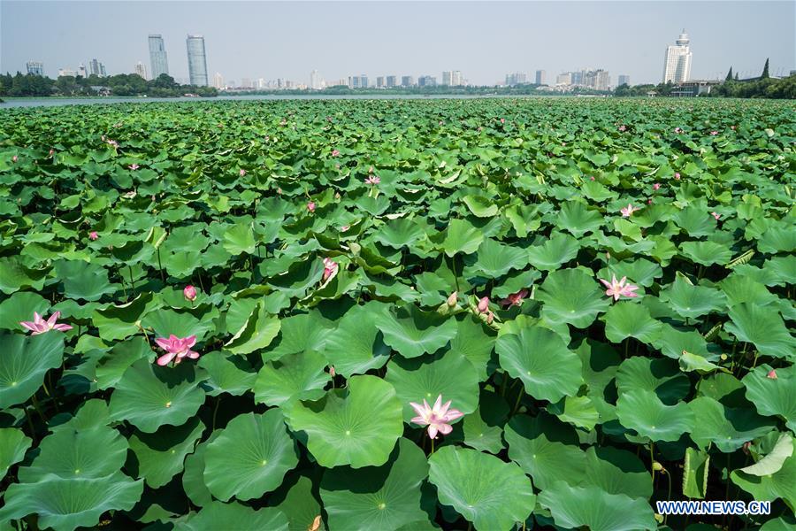 CHINA-JIANGSU-NANJING-LOTUS (CN)