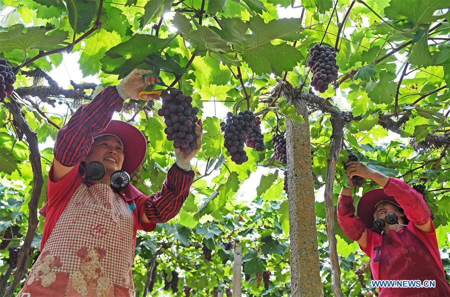 CHINA-JIANGXI-NANCHANG-GRAPES-HARVEST (CN)