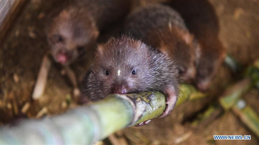 CHINA-GUANGXI-BAMBOO RAT-BREEDING(CN)