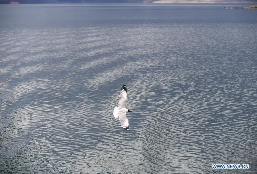 CHINA-TIBET-NGARI-BIRD (CN)