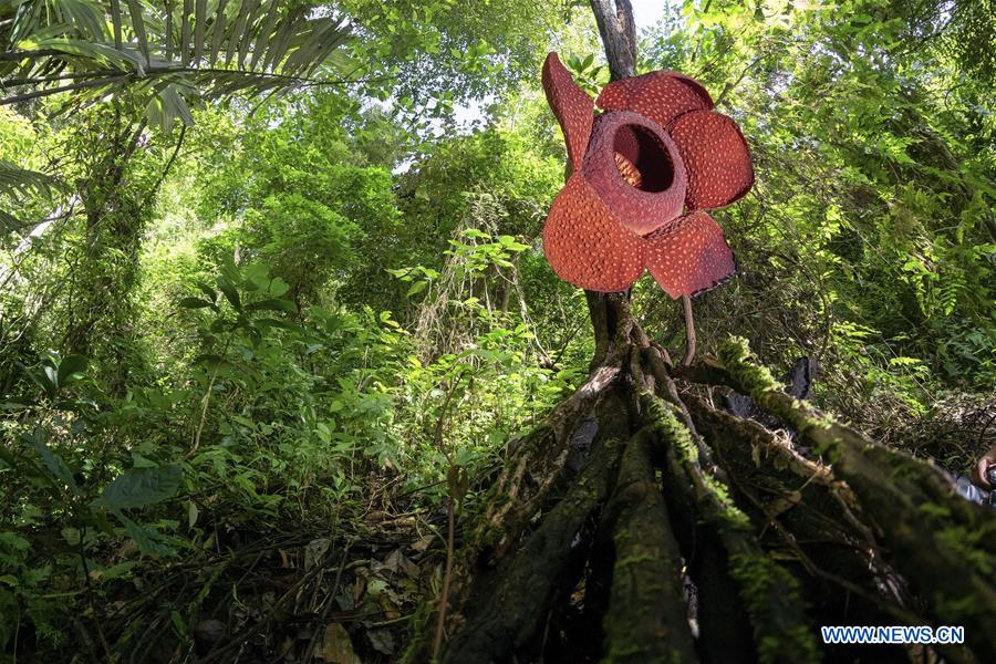 INDONESIA-WEST SUMATRA-RAFFLESIA FLOWER BLOOM