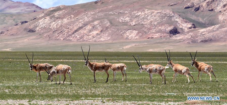 CHINA-TIBET-NYIMA-SCENERY(CN)